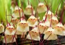 Découvrez l'orchidée « à visage de singe », phénomène viral sur Internet