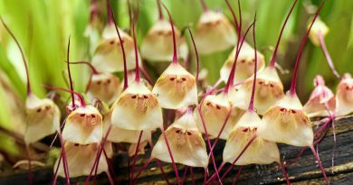 Découvrez l'orchidée « à visage de singe », phénomène viral sur Internet