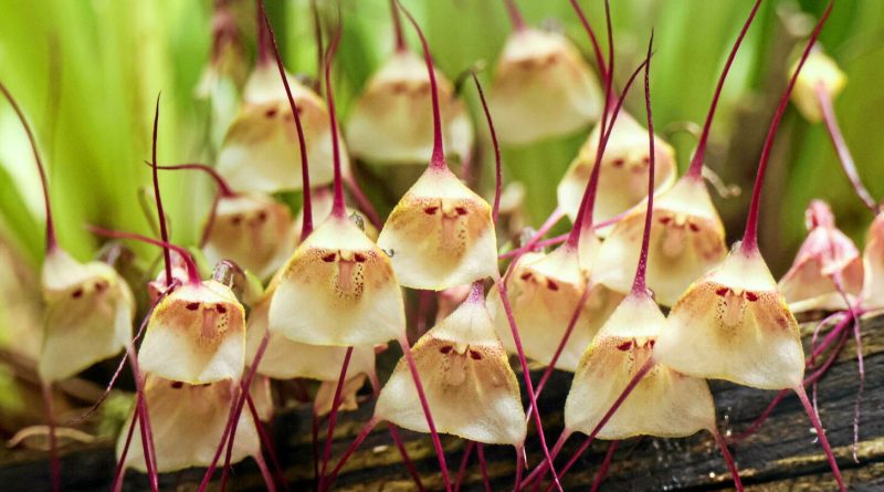 Découvrez l'orchidée « à visage de singe », phénomène viral sur Internet