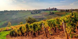 Beaujolais nouveau 2025 : un millésime prometteur pour les amateurs de vin