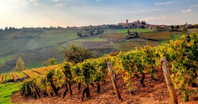 Beaujolais nouveau 2025 : un millésime prometteur pour les amateurs de vin