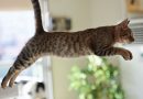 Les chats et leur capacité à survivre aux chutes : explications scientifiques