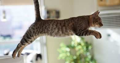 Les chats et leur capacité à survivre aux chutes : explications scientifiques