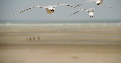 Hauts-de-France, Lille, Amiens, beach, cliffs, cathedral, mining, landscape, village