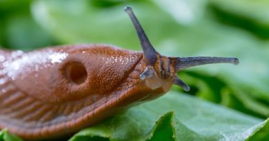 Les défis du contrôle des limaces dans les champs et jardins : analyse et solutions