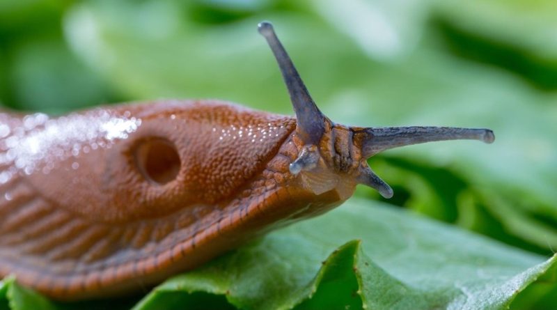 Les défis du contrôle des limaces dans les champs et jardins : analyse et solutions