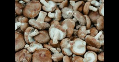 Vincent cultive des pleurotes et shiitakés à la ferme Ellochampi de Wahlenheim