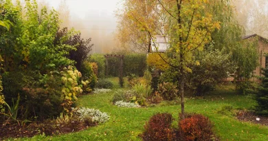 Cette herbe ornementale embellit le jardin en hiver comme une fleur