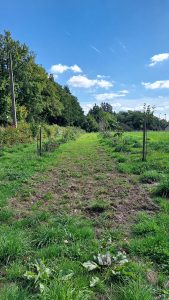 410 plants forestiers implantés sur le site de la Déliade pour la biodiversité