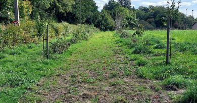 410 plants forestiers implantés sur le site de la Déliade pour la biodiversité