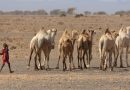 Les dromadaires remplacent les vaches dans le nord du Kenya touché par la sécheresse