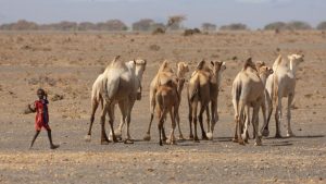 Les dromadaires remplacent les vaches dans le nord du Kenya touché par la sécheresse