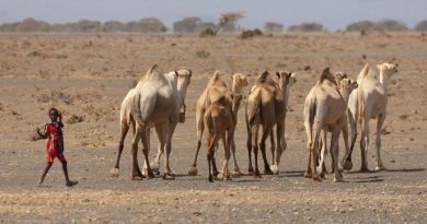Les dromadaires remplacent les vaches dans le nord du Kenya touché par la sécheresse
