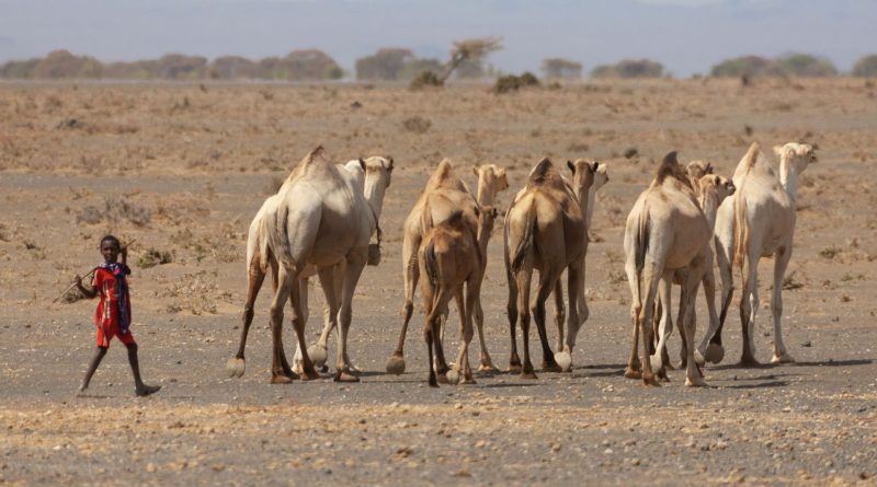 Les dromadaires remplacent les vaches dans le nord du Kenya touché par la sécheresse
