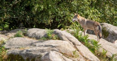 Loup : la population augmente à nouveau, les tirs bientôt simplifiés