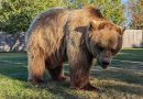 L'ours star reste en Aveyron et ne part pas en Corse avant Noël