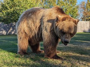 L'ours star reste en Aveyron et ne part pas en Corse avant Noël