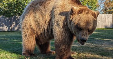 L'ours star reste en Aveyron et ne part pas en Corse avant Noël