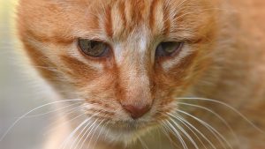 Chien ou chat vieillissant : gestes simples pour améliorer leur qualité de vie - RTBF Actus