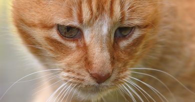 Chien ou chat vieillissant : gestes simples pour améliorer leur qualité de vie - RTBF Actus