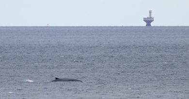 Baleines en direct : l'accalmie des jours frisquets s'installe