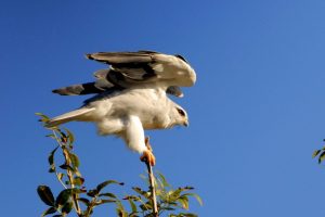 Un rapace rare, apparu en France il y a 30 ans, construit son nid dans la région