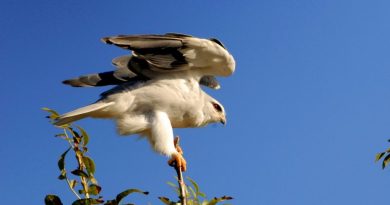 Un rapace rare, apparu en France il y a 30 ans, construit son nid dans la région