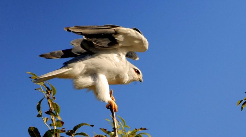 Un rapace rare, apparu en France il y a 30 ans, construit son nid dans la région