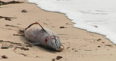 Suspension de la pêche dans le golfe de Gascogne : captures de dauphins réduites de 60 %