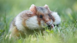 Découvrez la valse sauvage de Vienne au Jardin Extraordinaire - RTBF Actus