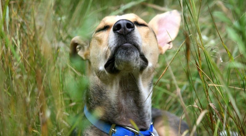 Six façons d'enrichir la vie de votre chien : 'sniffaris' et jardins sensoriels