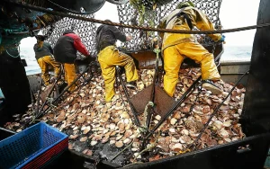 La CCI 22 célèbre 50 ans d'engagement pour la pêche en Côtes-d'Armor