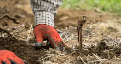 « Le porte-greffe : un acteur clé du vin français depuis 150 ans »