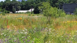 Justice : la Région bruxelloise ordonne la suspension de l'urbanisation de ses terrains naturels