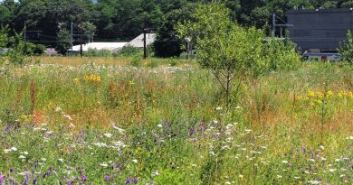 Justice : la Région bruxelloise ordonne la suspension de l'urbanisation de ses terrains naturels