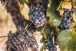 La sagesse des vieilles vignes : le savoir ancestral au service de la viticulture moderne