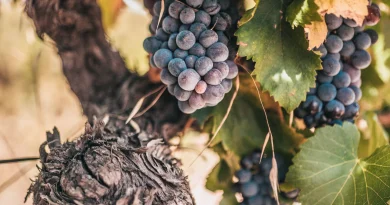 La sagesse des vieilles vignes : le savoir ancestral au service de la viticulture moderne