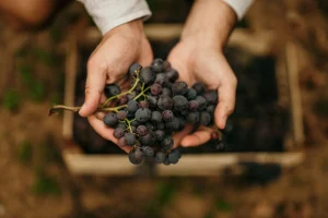 Définition et caractéristiques du vin authentique : ce qu'il faut savoir