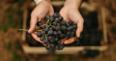 Définition et caractéristiques du vin authentique : ce qu'il faut savoir