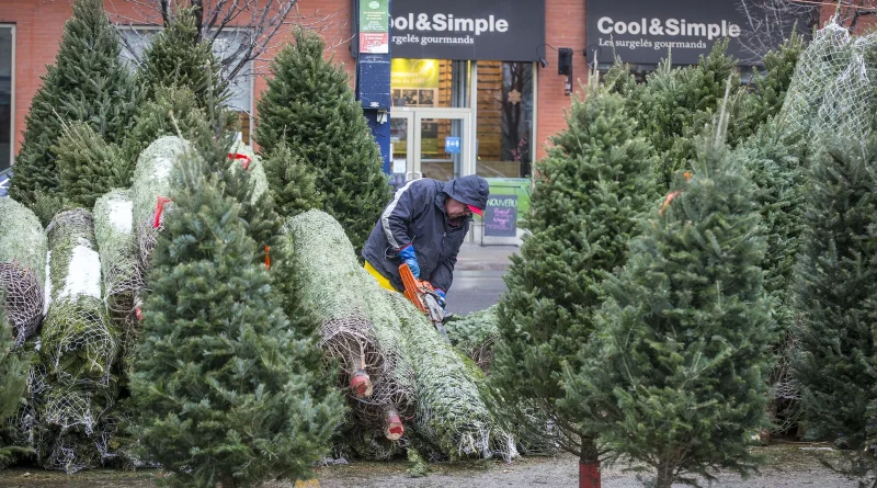 Les vendeurs de sapins de Noël enregistrent une forte demande cette année