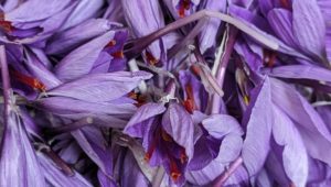 A Arengosse dans les Landes, Nelly cultive l’épice la plus précieuse du monde, le safran ! - ICI