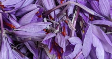 A Arengosse dans les Landes, Nelly cultive l’épice la plus précieuse du monde, le safran ! - ICI