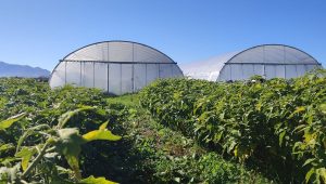 illustration agrandir l