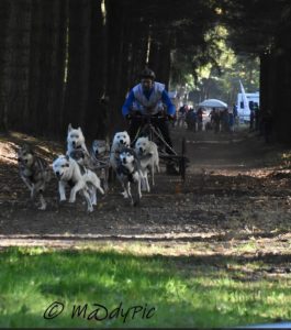 A Forges-les-Eaux, Le Forges Artic Team représentera les 3/4 de l'équipe de France de Mushing aux mondiaux