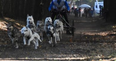 A Forges-les-Eaux, Le Forges Artic Team représentera les 3/4 de l'équipe de France de Mushing aux mondiaux