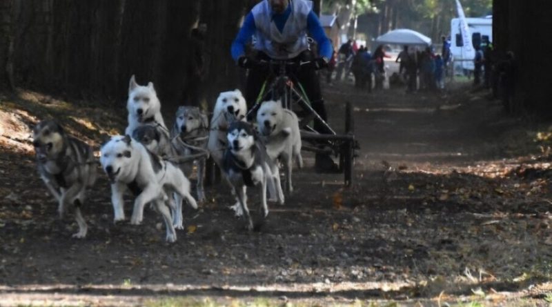 A Forges-les-Eaux, Le Forges Artic Team représentera les 3/4 de l'équipe de France de Mushing aux mondiaux