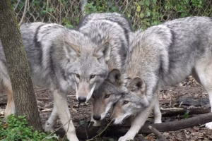 A Toronto, les habitants doivent apprendre à cohabiter avec le « coyloup »