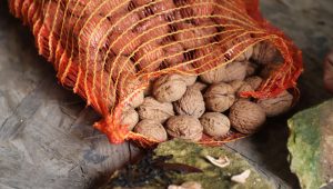 illustration agrandir l