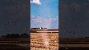 À la Poursuite du Maïs : L'Aventure Corn-Ado !