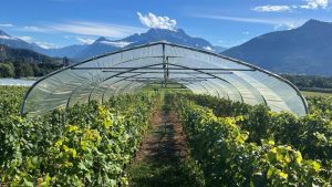«A l’avenir, la viticulture suisse ressemblera de plus en plus à celle de l’Espagne» - Le Temps